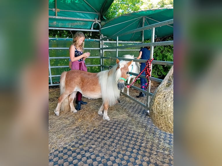 Shetland Ponys Stute 19 Jahre 88 cm Fuchs in Kandel
