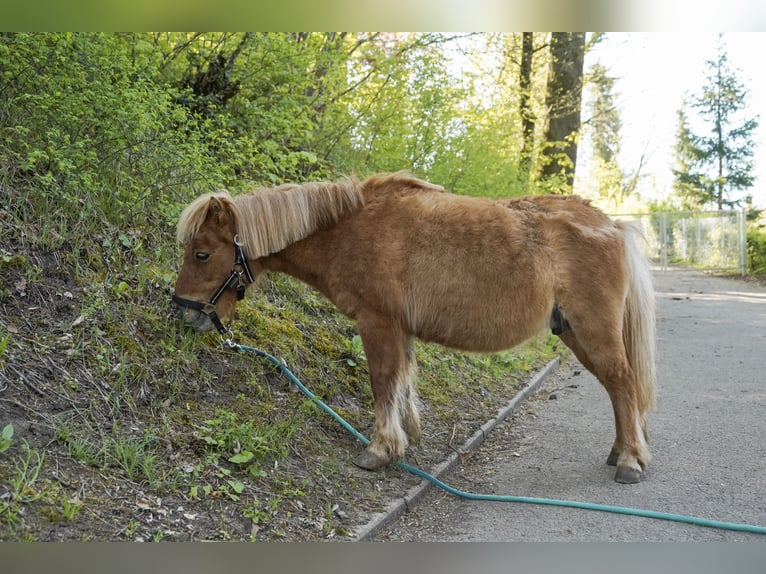 Shetland Ponys Stute 19 Jahre 90 cm Fuchs in Lorch