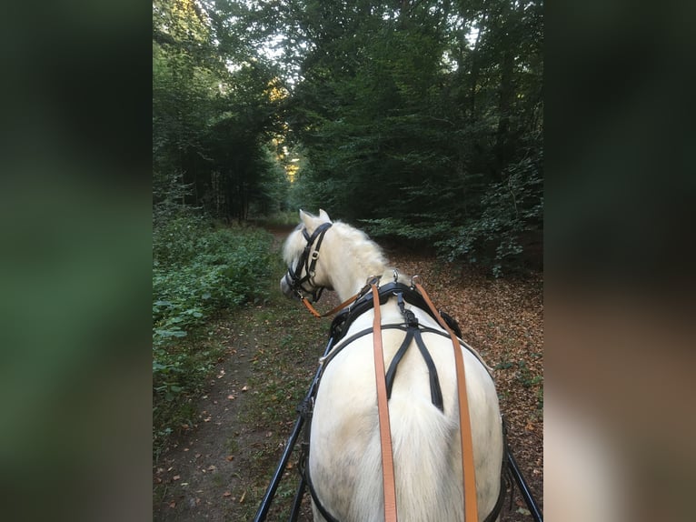 Shetland Ponys Stute 19 Jahre Schimmel in Bassum