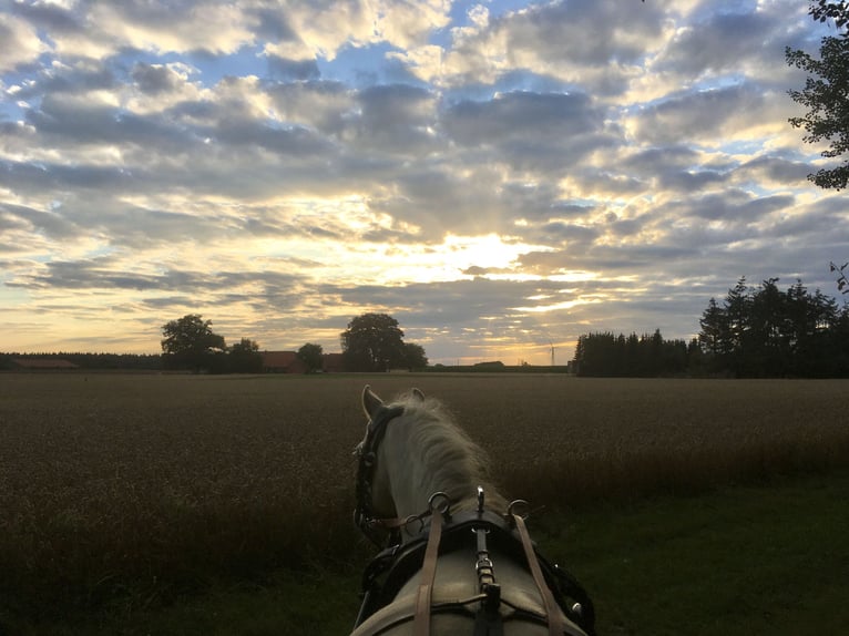 Shetland Ponys Stute 19 Jahre Schimmel in Bassum