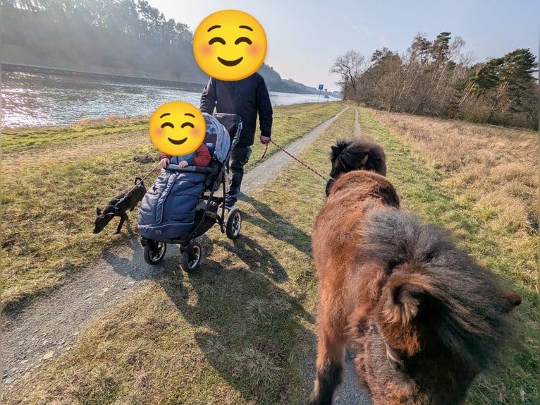 Shetland Ponys Stute 1 Jahr 100 cm Brauner in Burg