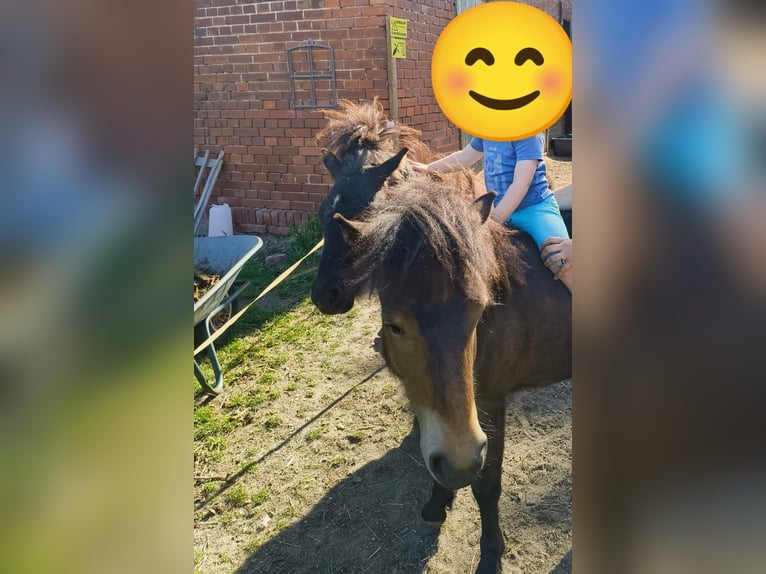 Shetland Ponys Stute 1 Jahr 100 cm Brauner in Burg