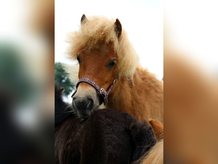 Shetland Ponys Stute 1 Jahr 100 cm Fuchs in EmlichheimRinge