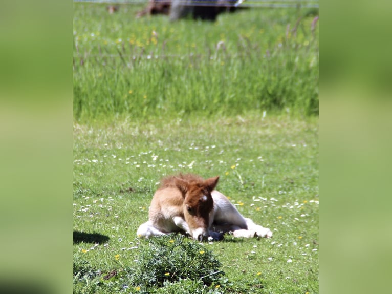 Shetland Ponys Stute 1 Jahr 100 cm Fuchs in EmlichheimRinge