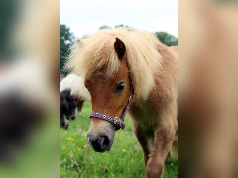 Shetland Ponys Stute 1 Jahr 100 cm Fuchs in EmlichheimRinge