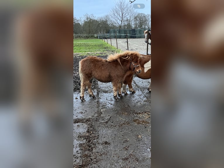 Shetland Ponys Stute 1 Jahr 100 cm Fuchs in EmlichheimRinge