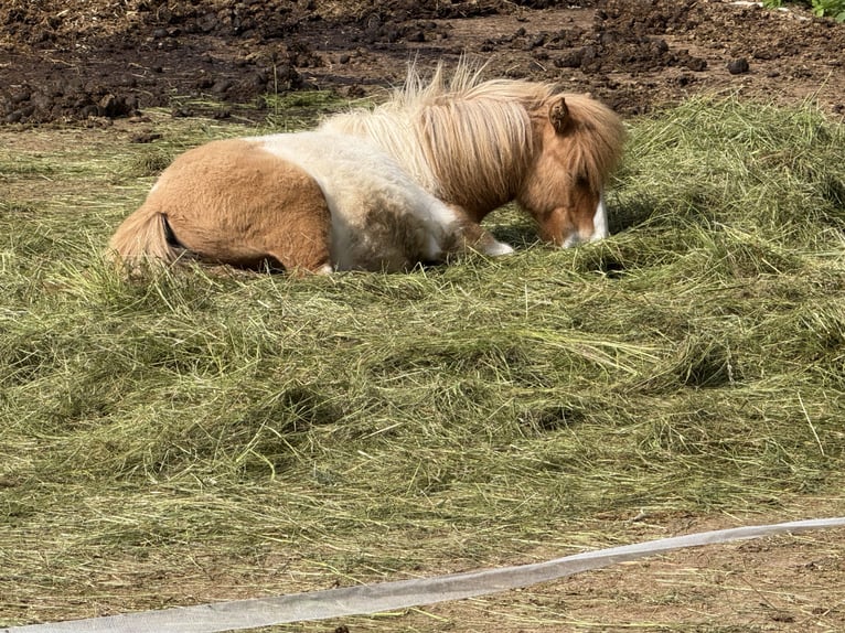 Shetland Ponys Stute 1 Jahr 100 cm Schecke in Neuendettelsau