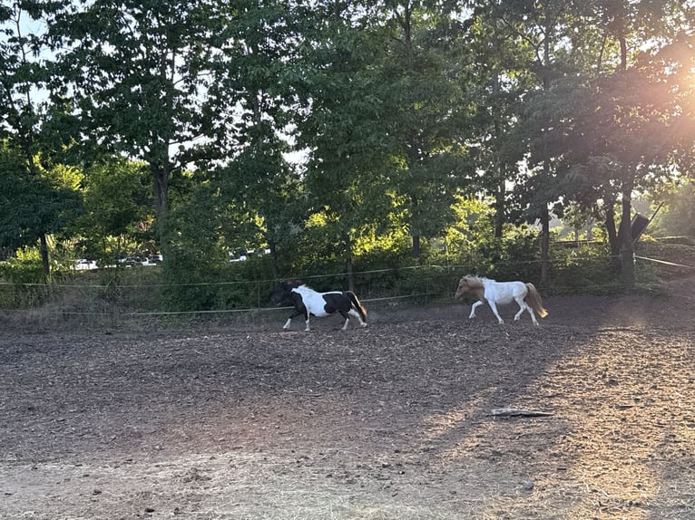 Shetland Ponys Stute 1 Jahr 100 cm Schecke in Neuendettelsau