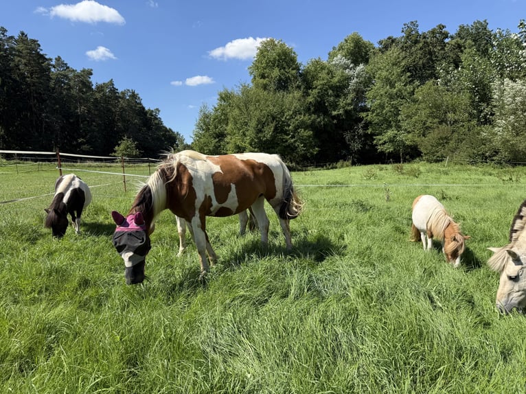 Shetland Ponys Stute 1 Jahr 100 cm Schecke in Neuendettelsau