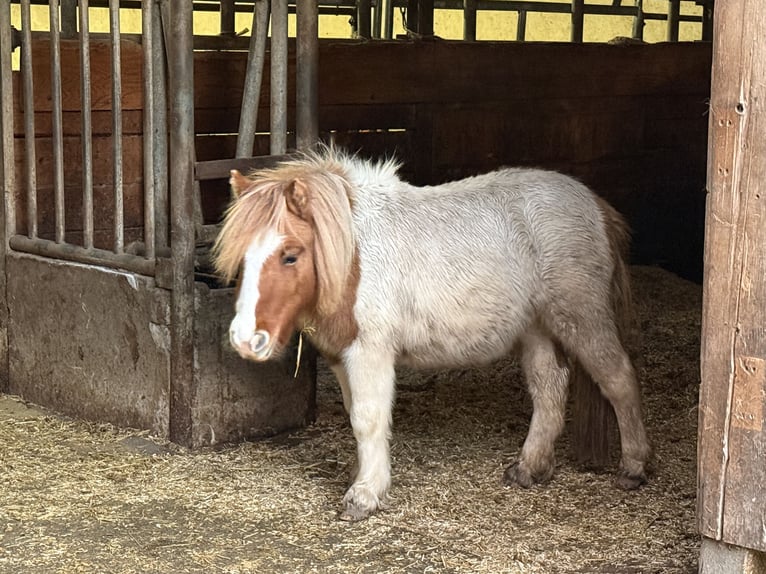 Shetland Ponys Stute 1 Jahr 100 cm Schecke in Neuendettelsau