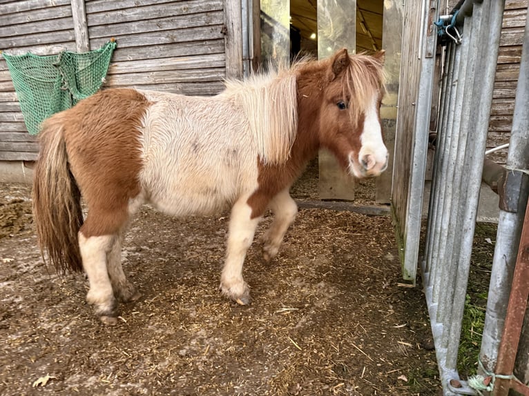 Shetland Ponys Stute 1 Jahr 100 cm Schecke in Neuendettelsau