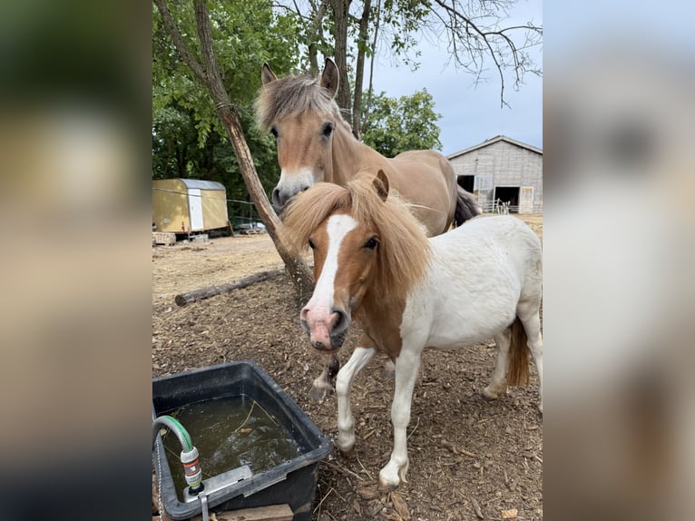 Shetland Ponys Stute 1 Jahr 100 cm Schecke in Neuendettelsau