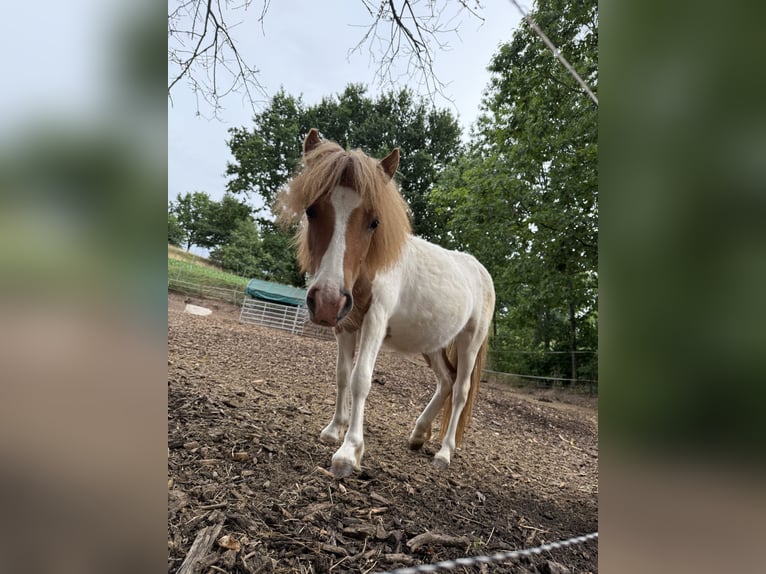 Shetland Ponys Stute 1 Jahr 100 cm Schecke in Neuendettelsau