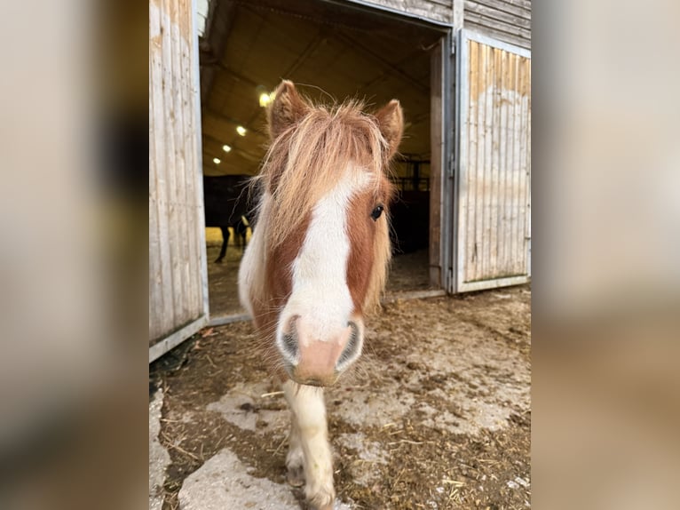 Shetland Ponys Stute 1 Jahr 100 cm Schecke in Neuendettelsau
