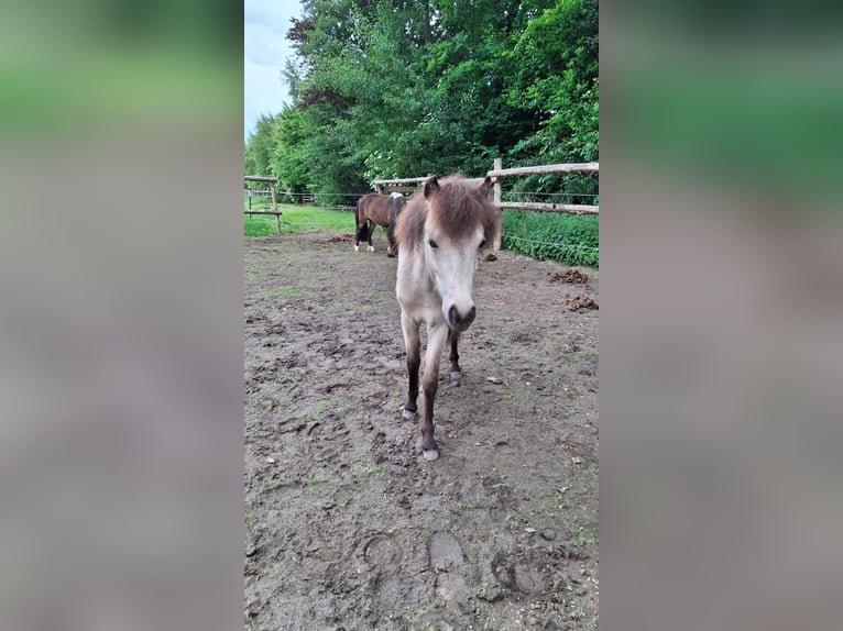 Shetland Ponys Stute 1 Jahr 100 cm Schecke in Oldendorf