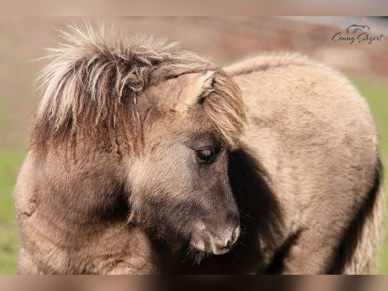 Shetland Ponys Stute 1 Jahr 104 cm Falbe in Gardelegen