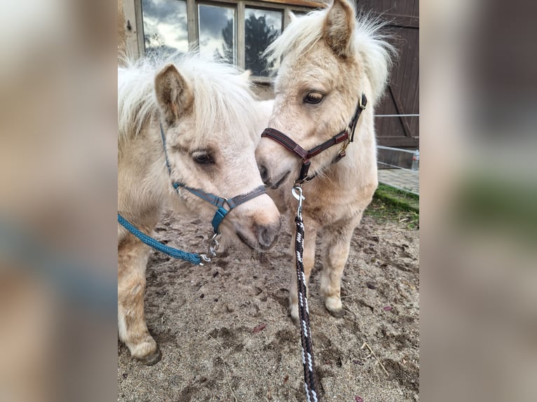 Shetland Ponys Stute 1 Jahr 105 cm Palomino in Ebersbach