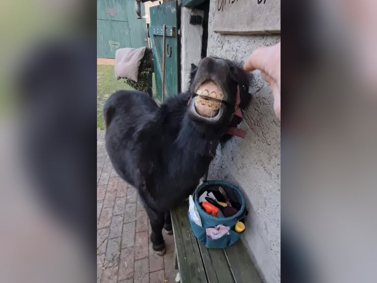 Shetland Ponys Stute 1 Jahr 105 cm Rappe in Groß Salitz