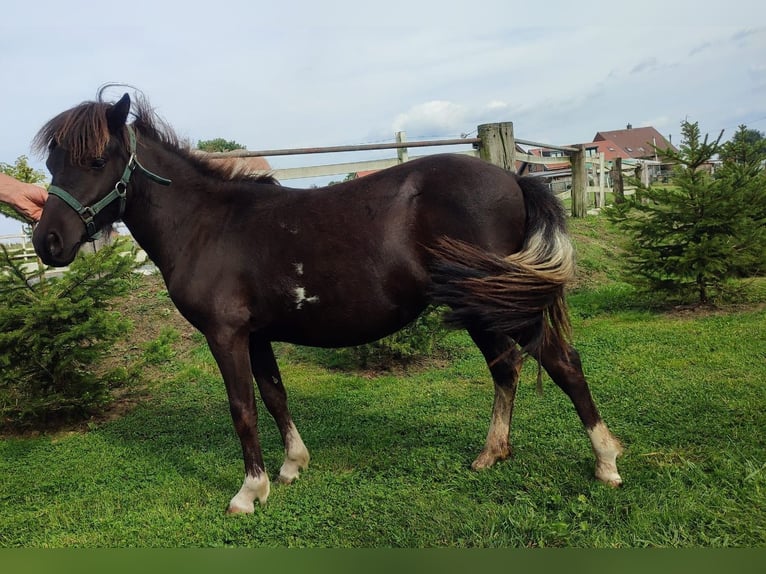 Shetland Ponys Stute 1 Jahr 105 cm Schecke in Reken