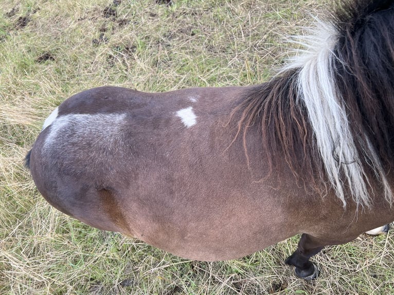 Shetland Ponys Stute 1 Jahr 105 cm Schecke in Grimmen