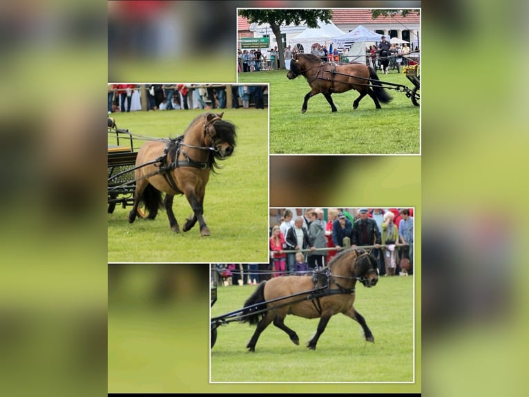 Shetland Ponys Stute 1 Jahr 105 cm Schecke in Grimmen