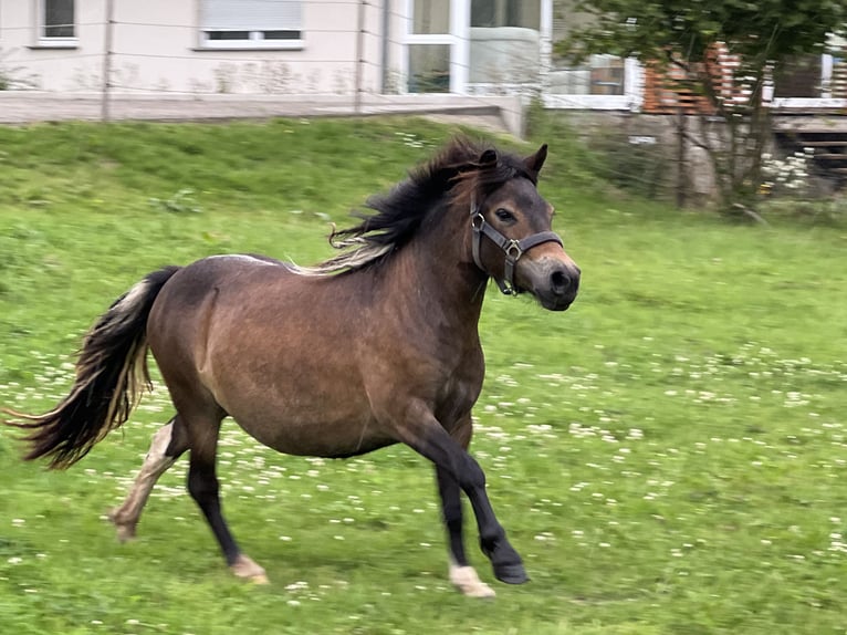 Shetland Ponys Stute 1 Jahr 105 cm Schecke in Grimmen