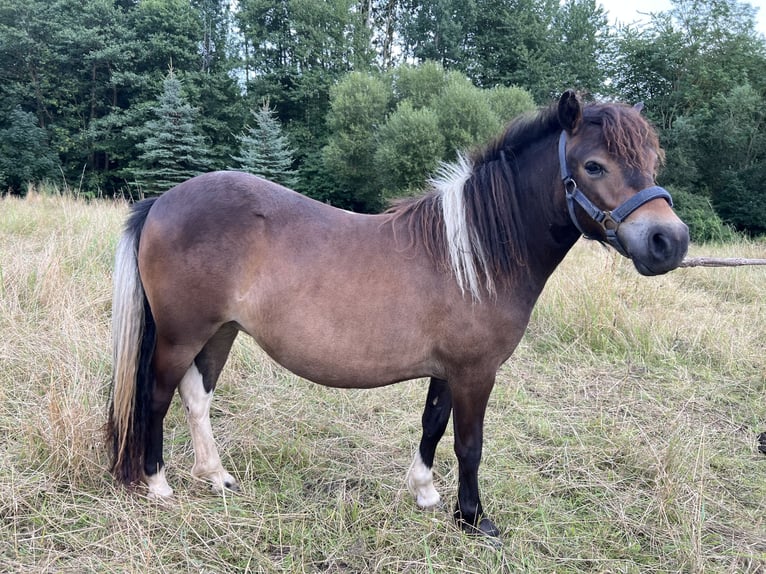 Shetland Ponys Stute 1 Jahr 105 cm Schecke in Grimmen