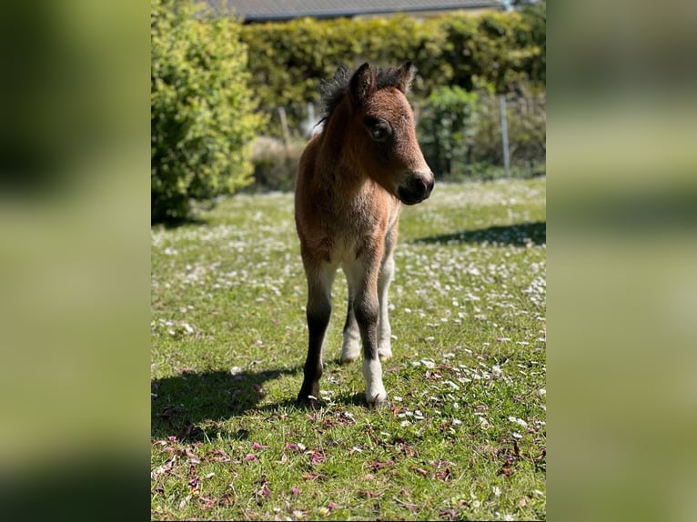 Shetland Ponys Stute 1 Jahr 105 cm Schecke in Grimmen