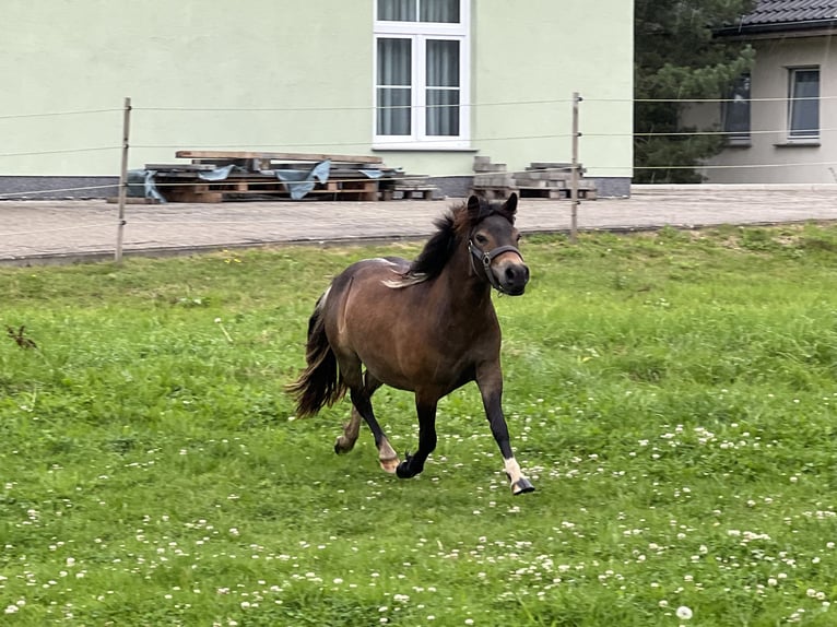 Shetland Ponys Stute 1 Jahr 105 cm Schecke in Grimmen