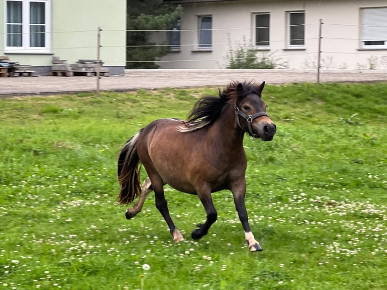 Shetland Ponys Stute 1 Jahr 105 cm Schecke in Grimmen