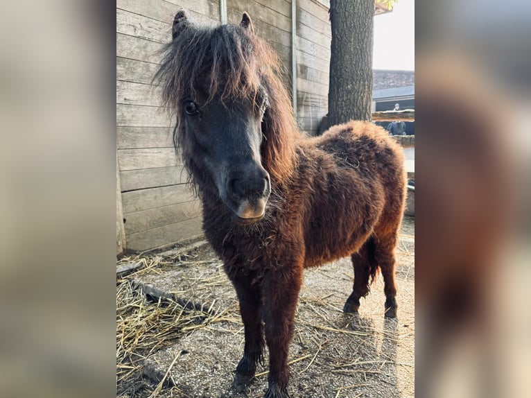 Shetland Ponys Stute 1 Jahr 60 cm Rappe in Grevenbroich