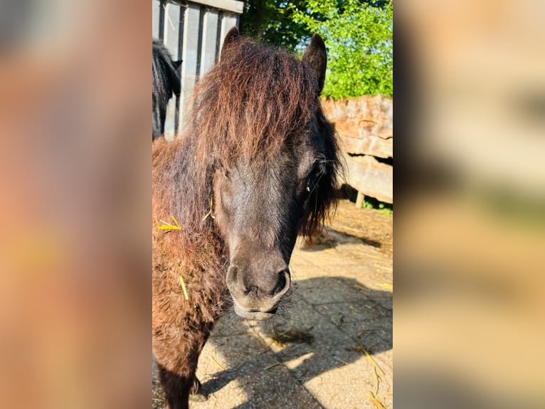 Shetland Ponys Stute 1 Jahr 60 cm Rappe in Grevenbroich