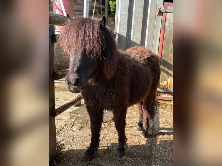 Shetland Ponys Stute 1 Jahr 60 cm Rappe in Grevenbroich