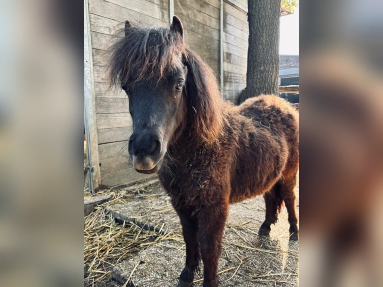Shetland Ponys Stute 1 Jahr 60 cm Rappe in Grevenbroich