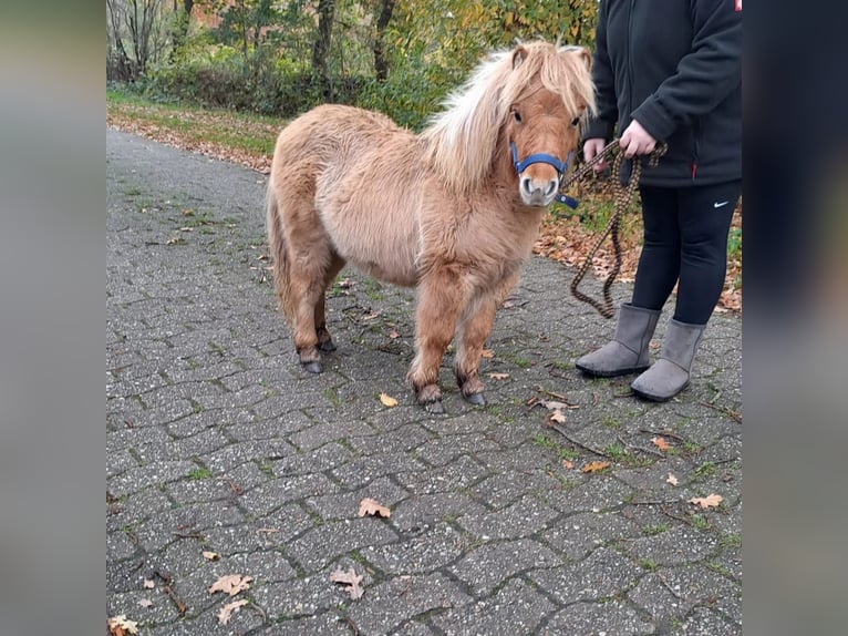 Shetland Ponys Stute 1 Jahr 80 cm Falbe in Großenkneten