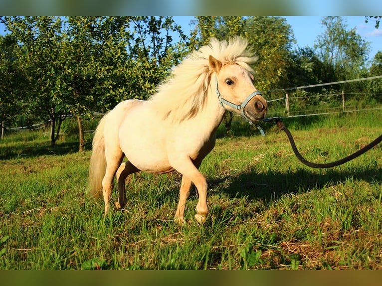 Shetland Ponys Mix Stute 1 Jahr 80 cm Palomino in Wawrze&#x144;czyce