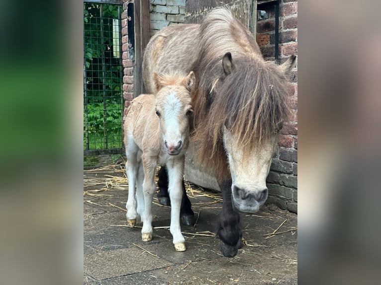Shetland Ponys Stute 1 Jahr 84 cm Palomino in Gouderak