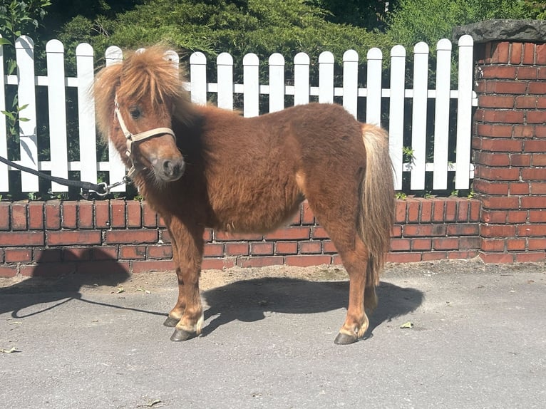 Shetland Ponys Stute 1 Jahr 85 cm Fuchs in Bad Laer