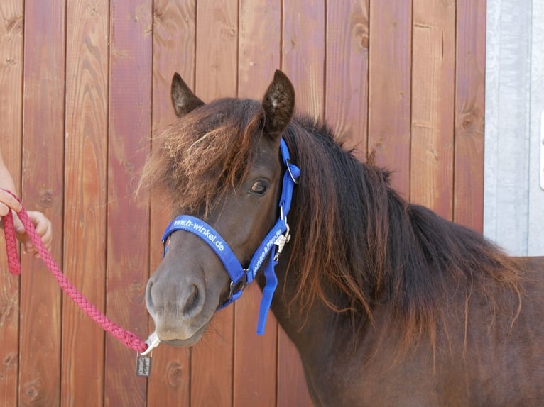Shetland Ponys Stute 1 Jahr 90 cm in Dorsten