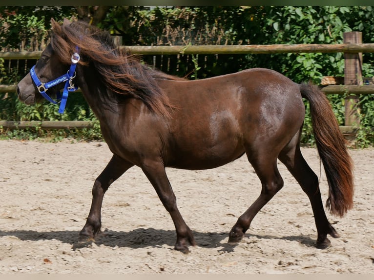 Shetland Ponys Stute 1 Jahr 90 cm in Dorsten