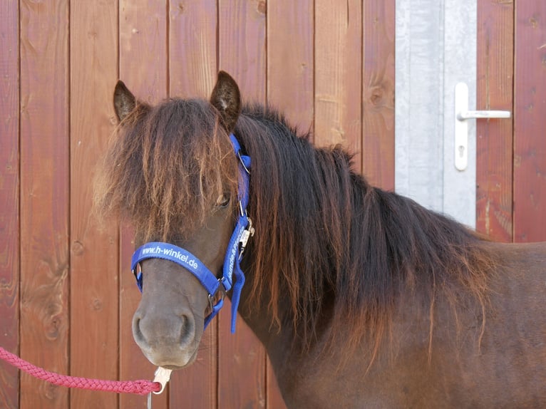 Shetland Ponys Stute 1 Jahr 90 cm in Dorsten