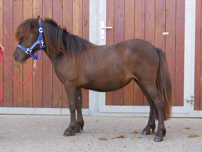 Shetland Ponys Stute 1 Jahr 90 cm in Dorsten