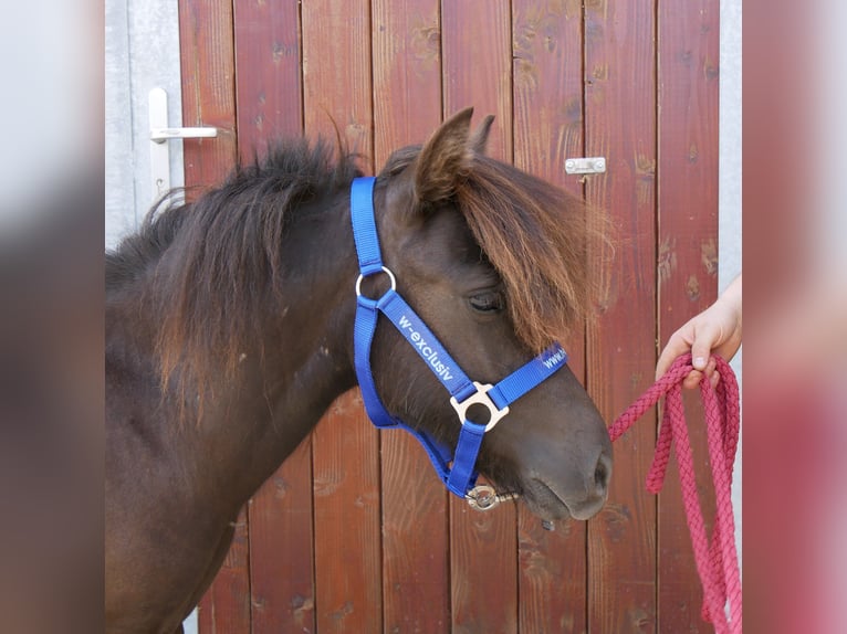 Shetland Ponys Stute 1 Jahr 90 cm in Dorsten