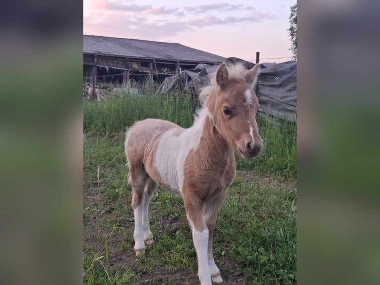 Shetland Ponys Mix Stute 1 Jahr 90 cm Schecke in Distroff