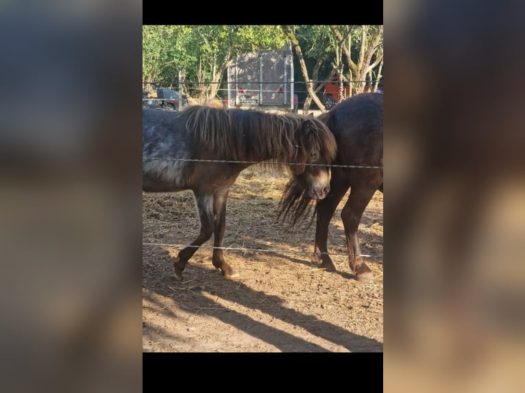 Shetland Ponys Mix Stute 1 Jahr 90 cm Tigerschecke in &#xC9;couen