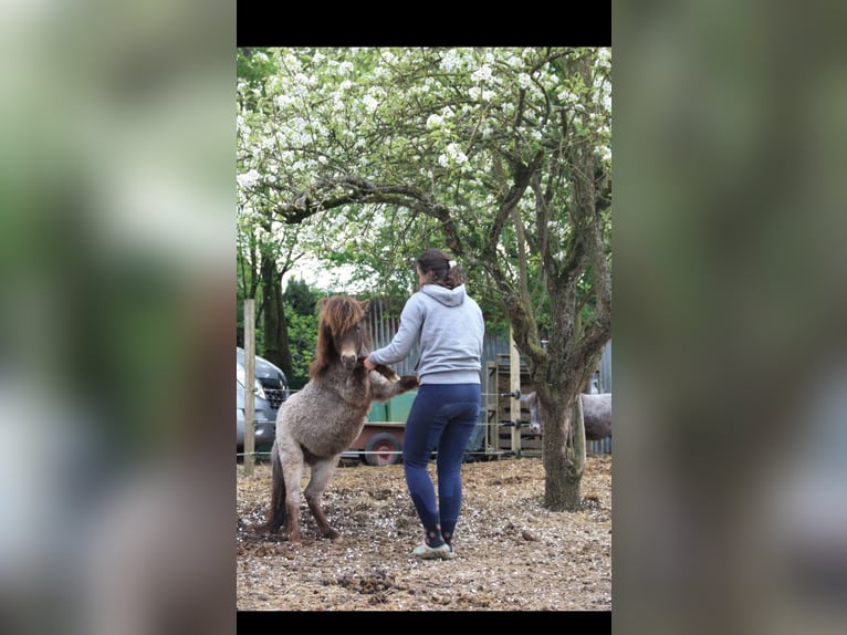 Shetland Ponys Mix Stute 1 Jahr 90 cm Tigerschecke in &#xC9;couen