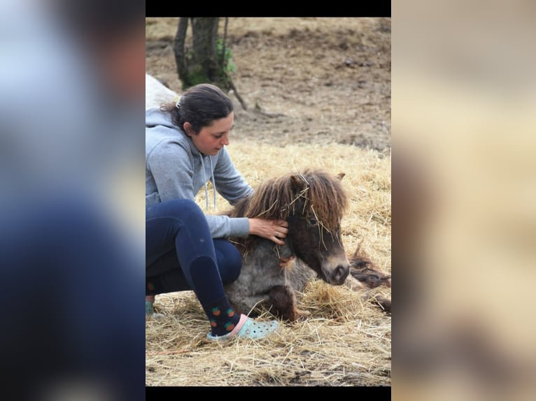 Shetland Ponys Mix Stute 1 Jahr 90 cm Tigerschecke in &#xC9;couen