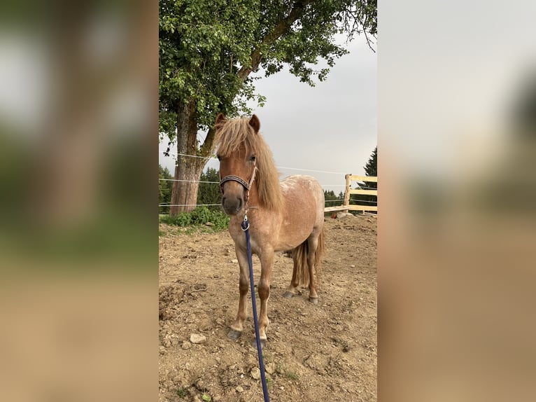 Shetland Ponys Mix Stute 1 Jahr 93 cm Roan-Red in Afiesl St. Stefan am Walde