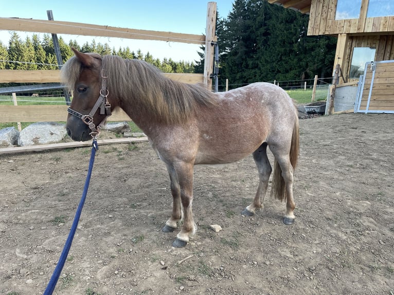 Shetland Ponys Mix Stute 1 Jahr 93 cm Roan-Red in Afiesl St. Stefan am Walde