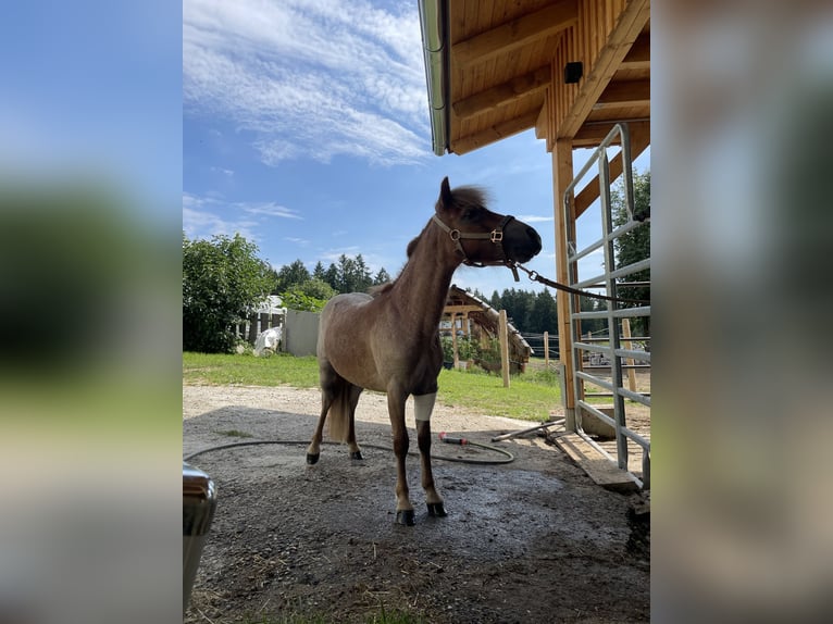 Shetland Ponys Mix Stute 1 Jahr 93 cm Roan-Red in Afiesl St. Stefan am Walde
